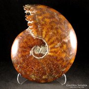 Eredeti madagaszkári ammonitesz csiga borostyánosodva