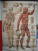 Régi emberi test anatómiai vászon térkép