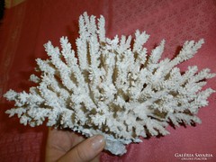 Nagy méretű tengeri korall
