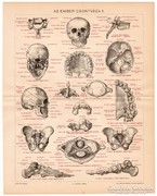 Az ember csontváza II., Pallas színes nyomat 1894, eredeti