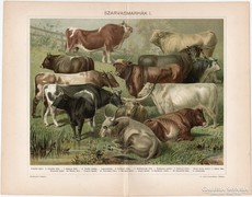 Szarvasmarhák I., Pallas színes nyomat 1898