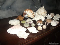 tengeri csiga és kagyló gyűjtemény