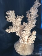 Hatalmas antik csodálatos fehér korall