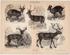 Szarvasok, Pallas nyomat 1898, eredeti, antik, vadászat