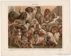 Kutyák, Pallas színes nyomat 1896, eredeti, antik