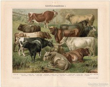 Szarvasmarhák I., Pallas színes nyomat 1896, eredeti, antik