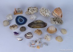 0K917 Régi kőzet kagyló gyűjtemény