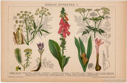 Mérges növények I. 1892, színes nyomat, eredeti, bürök
