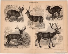 Szarvasok, Pallas nyomat 1898, eredeti, szarvas, vadászat