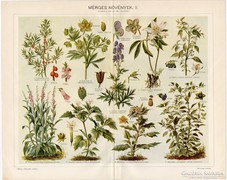 Mérges növények II., színes nyomat 1915, növény, nadragulya