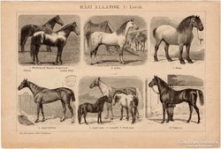 Házi állatok I. és II., egyszín nyomat 1892, kutya, ló