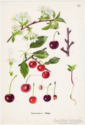 Meggy, színes nyomat 1961, növény, gyümölcs, virág