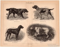 Vizslák II., nyomat 1898, kutya, vizsla, vadászat