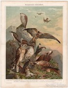 Ragadozó madarak, nyomat 1898, madár, sólyom, vércse, ölyv