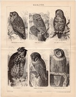 Baglyok., egyszín nyomat 1894, madár, bagoly, kuvik, uhu
