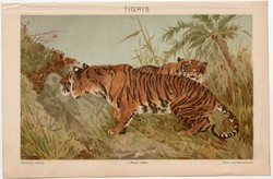 Tigris, színes nyomat 1898, állat, Afrika, eredeti, régi, lexikon, ragadózó