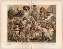 Kutyák, színes nyomat 1896, buldok, kopasz kutya, mopszli, komondor, uszkár, tacskó, pincsi