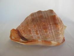 Nagy tengeri csiga kagyló