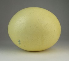 0P558 Nagyméretű hibátlan strucc tojás