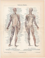 Izomzat, színes nyomat 1906, német nyelvű, anatómia, gyógyászat, ember, orvos, izom, emberi, régi