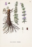 Rozmaring, színes nyomat 1961, növény, virág, fűszer, gyógynövény