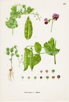 Borsó, színes nyomat 1961, növény, levél, virág, zöldség