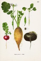 Retek, színes nyomat 1961, növény, zöldség