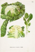 Karfiol, színes nyomat 1961, növény, levél, virág, zöldség