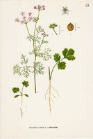 Koriander, színes nyomat 1961, növény, levél, virág, fűszer