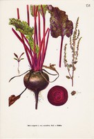 Cékla, színes nyomat 1961, növény, zöldség