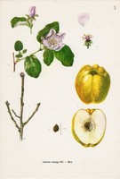 Birs, színes nyomat 1961, növény, gyümölcs, levél, virág