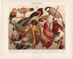 Szobamadarak II., litográfia 1894, német nyelvű, eredeti nyomat, énekes madár, házi