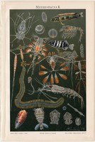 Tengeri állatvilág II., litográfia 1894, német nyelvű, eredeti, színes nyomat, tenger, óceán, polip