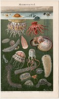 Tengeri állatvilág I., litográfia 1894, német nyelvű, eredeti, színes nyomat, tenger, óceán, polip