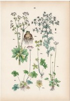 Fehérmájvirág, nagy völgycsillag, iringó, zeller litográfia 1884, német, eredeti, növény, virág
