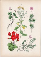 Piros gólyaorr, muskátli, nebáncsvirág, madársóska, kerti ruta litográfia 1884, német, növény, virág