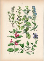 Citromfű, kerti izsóp, közönséges gyíkfű, skullcap, déli méhfű litográfia 1884, növény, virág