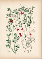 Fekete áfonya, vörös áfonya, tőzegáfonya, orvosi medveszőlő litográfia 1884, növény, virág