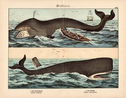 Grönlandi bálna, ámbráscet, litográfia 1886, német nyelvű, eredeti, 32 x 41 cm, nagy méret, óceán