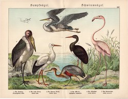 Gólya, flamingó, marabu, szürke gém, litográfia 1886, eredeti, 32 x 41 cm, nagy méret, madár