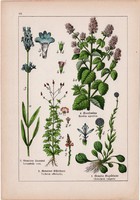 Vízi menta, levendula, vasfű és havasszépe, molyűző, csarab, litográfia 1895, 17 x 25 cm, növény