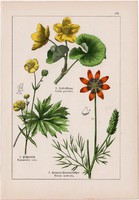 Gólyahír, hérics, boglárka és zergeboglár, hunyor, bazsarózsa, litográfia 1895, 17 x 25 cm, virág