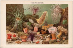 Tengeri anemónák, színes nyomat 1896, német nyelvű, litográfia, eredeti, tenger, anemóna, óceán