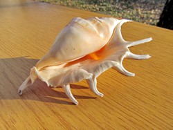 Floridai tengeri csiga (14 cm)