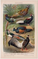 Fácánok, litográfia 1895, színes nyomat, német nyelvű, Brockhaus, állat, madár, fácán, régi