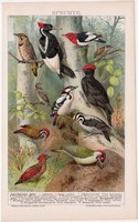 Harkályok, litográfia 1895, színes nyomat, német nyelvű, Brockhaus, állat, madár, harkály, régi
