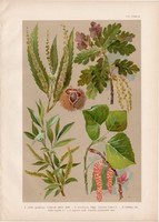 Magyar növények (61), litográfia 1903, színes nyomat, virág, gesztenye, tölgy, fűz, nyár, fa