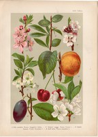 Magyar növények (30), litográfia 1903, színes nyomat, virág, meggy, mandula, kajszibarack, szilva