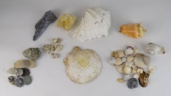 0V670 Kagyló csiga és ásvány gyűjtemény