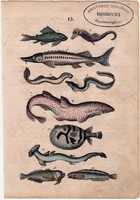 Hal, litográfia 1852, német, 11 x 16 cm, könyv melléklet, nyomat, eredeti, állat, tenger, óceán